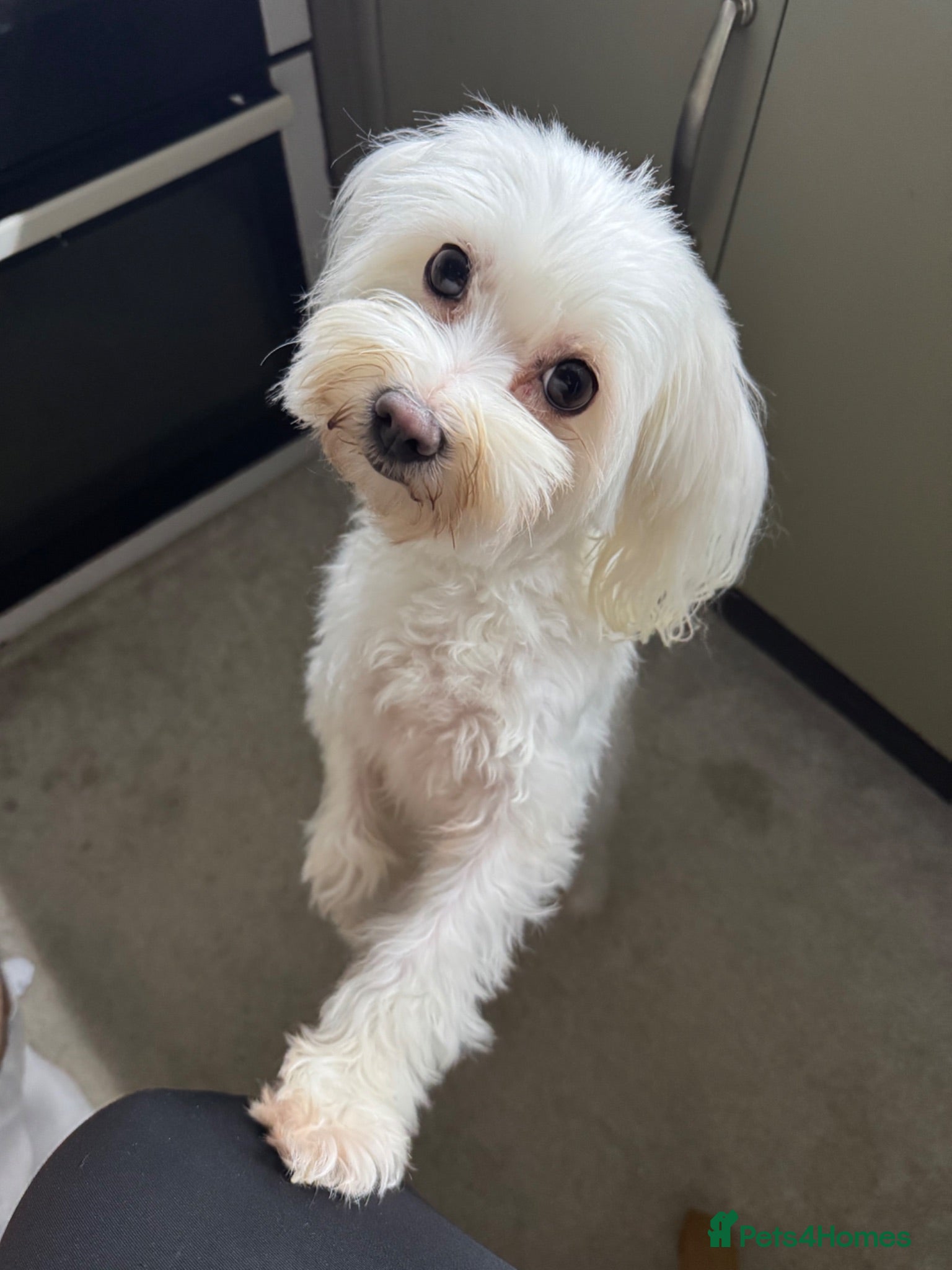 Maltese dogs Loving girl🥰 - Advert 4