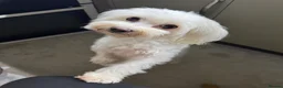 Maltese dogs for sale: Loving girl🥰 - Advert 1