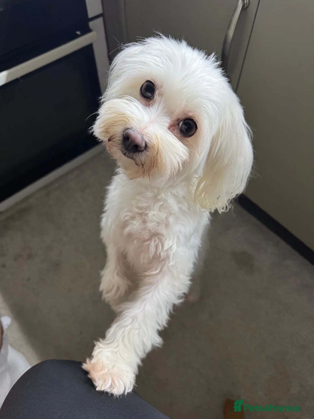 Maltese dogs for sale: Loving girl🥰 - Advert 1