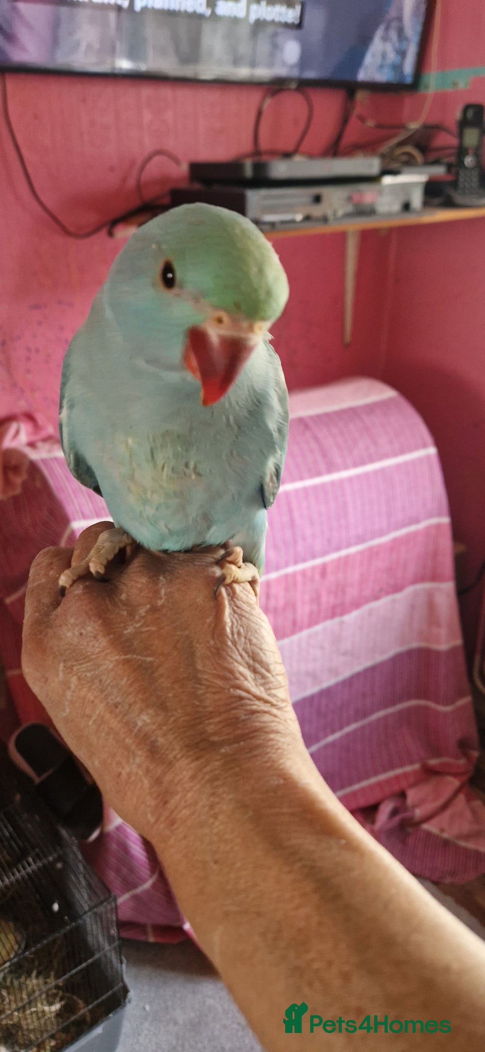 Parrots birds Indian ringnecks for sale  - Advert 1