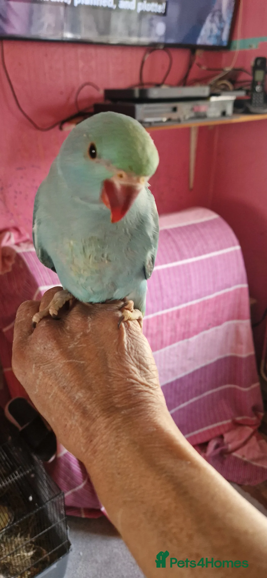 Parrots birds for sale: Indian ringnecks for sale  - Advert 1