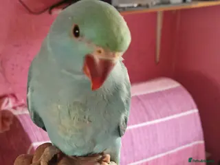 Parrots birds Indian ringnecks for sale - Advert 2