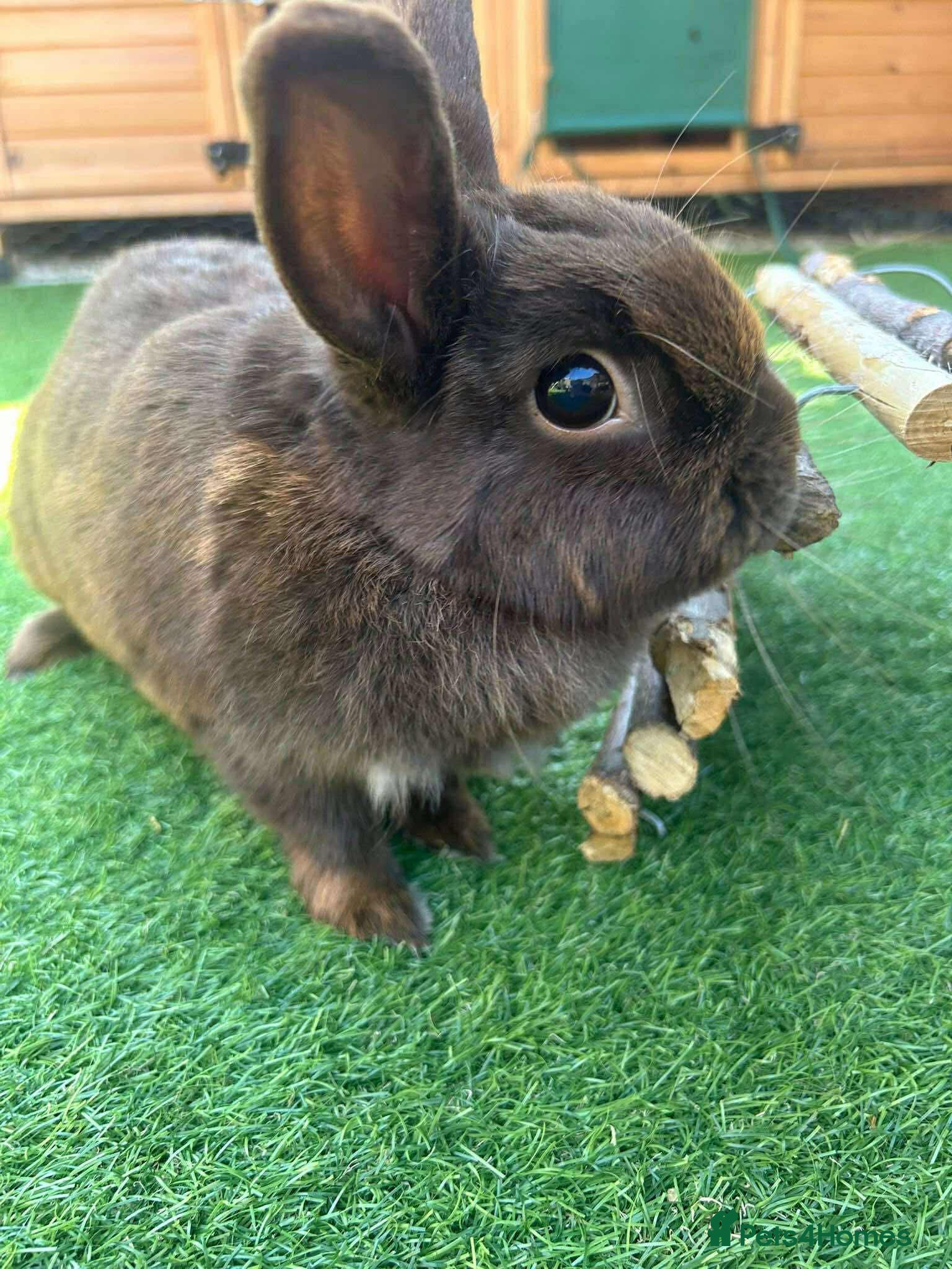 Mixed Breed rabbits Beautiful rescue rabbits looking for a home  - Advert 1