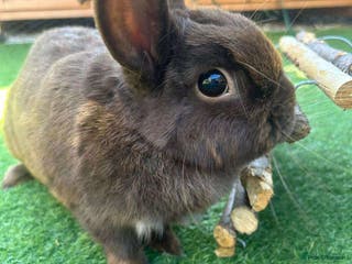 Mixed Breed rabbits Beautiful rescue rabbits looking for a home - Advert 4