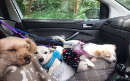 Chihuahua dogs for adoption: Brave little Peanut - Image 7