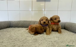 Cockapoo dogs for sale:  ❤️f1 cockapoos now having viewing 5 wks old  - Image 3