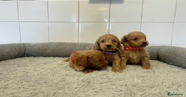 Cockapoo dogs - Advert 2