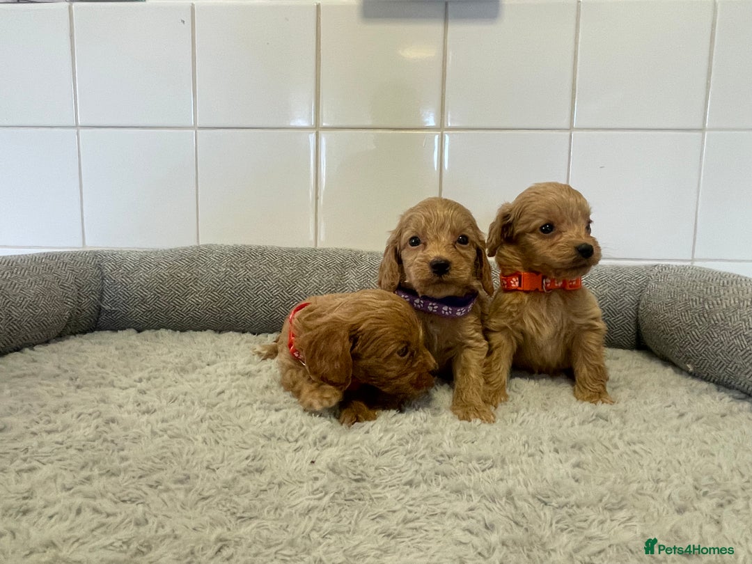 Cockapoo dogs for sale:  ❤️f1 cockapoos now having viewing 5 wks old  - Image 3