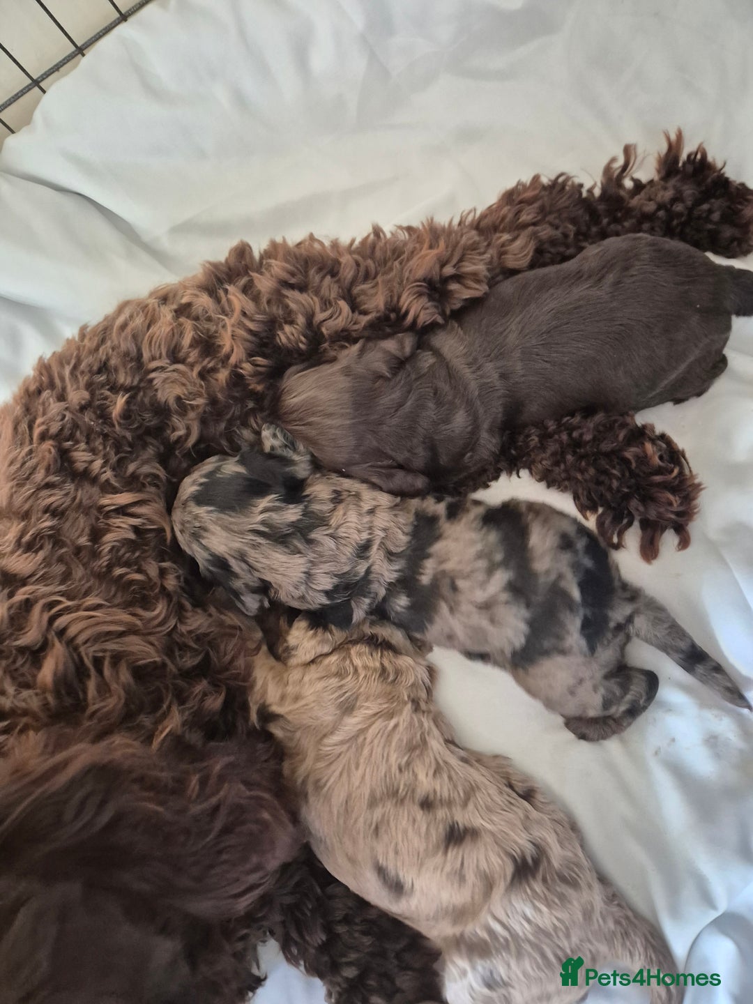 Cocker Spaniel dogs for stud: Merle Cocker stud in Shildon - Image 17