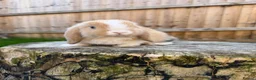 Mini Lop rabbits for sale: Mini lop Siblings  - Advert 10