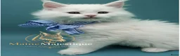 Maine Coon cats for sale: Pedigree Cute Mainecoon Kittens TICA Registered  - Advert 6