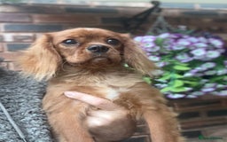 Cavalier King Charles Spaniel dogs for sale: Meet Charlie  - Image 2