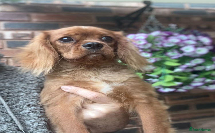 Cavalier King Charles Spaniel dogs - Advert 8