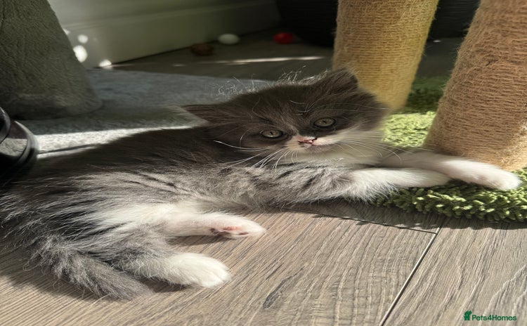 British Longhair cats - Advert 4