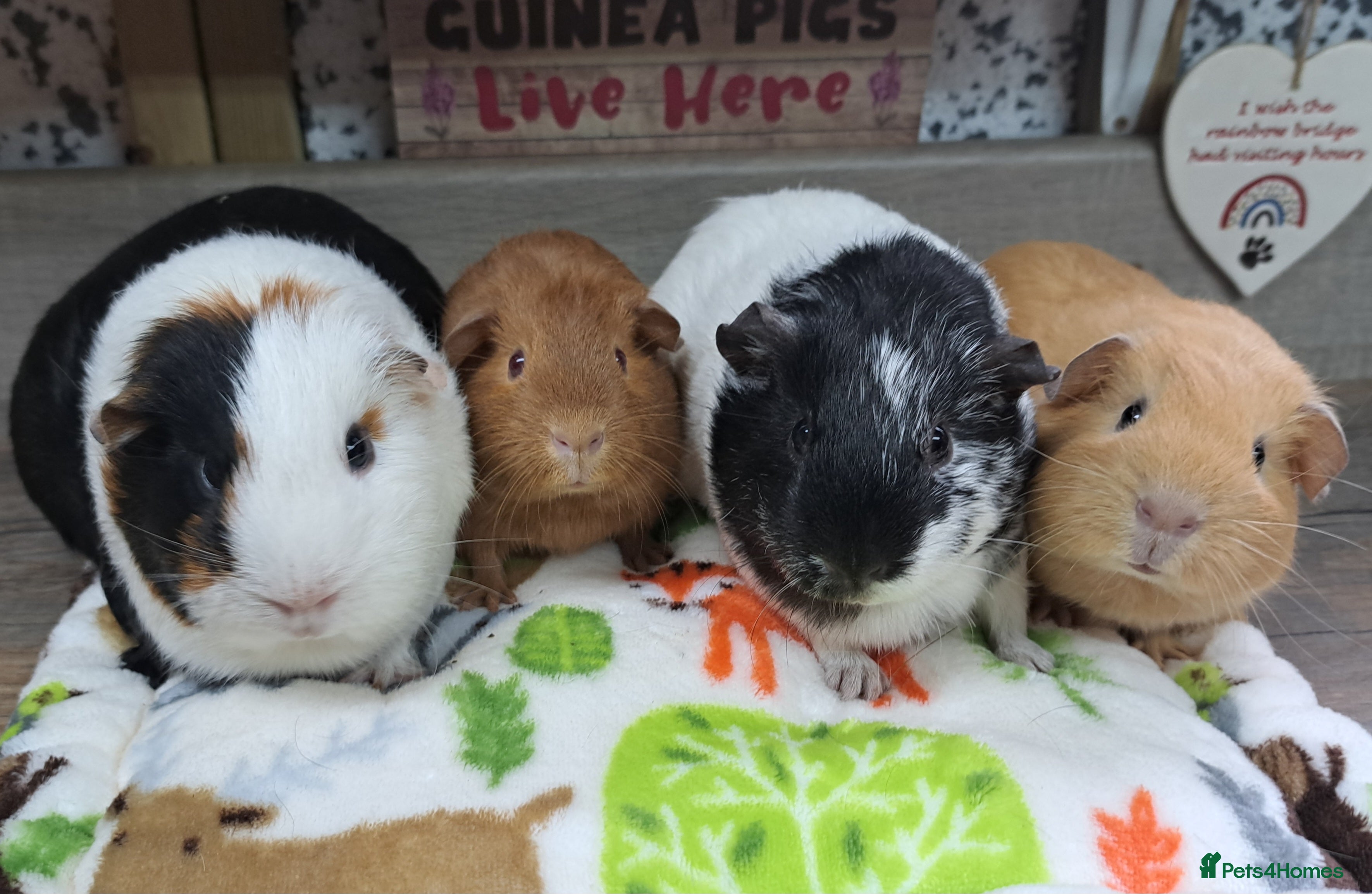 Guinea Pig rodents Girls - Guinea Pigs - Leeds LS27  - Advert 15