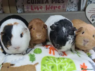 Guinea Pig rodents Girls - Guinea Pigs - Leeds LS27 - Advert 15