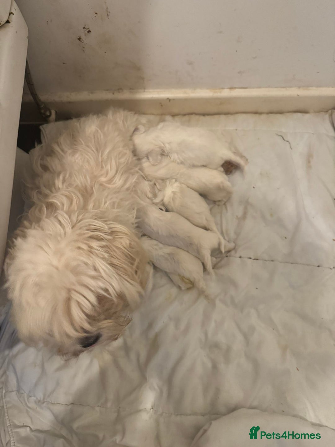 Bichon Frise dogs for sale: Adorable Bichon Frise x Bichon Maltese  - Advert 13