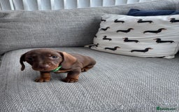 Miniature Dachshund dogs for sale: 3 Beautiful Chocolate and Tan Girls  - Advert 3