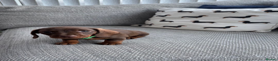 Miniature Dachshund Puppy 2 Green