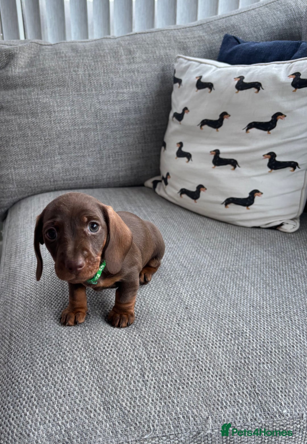 Miniature Dachshund dogs for sale: 3 Beautiful Chocolate and Tan Girls  - Advert 3
