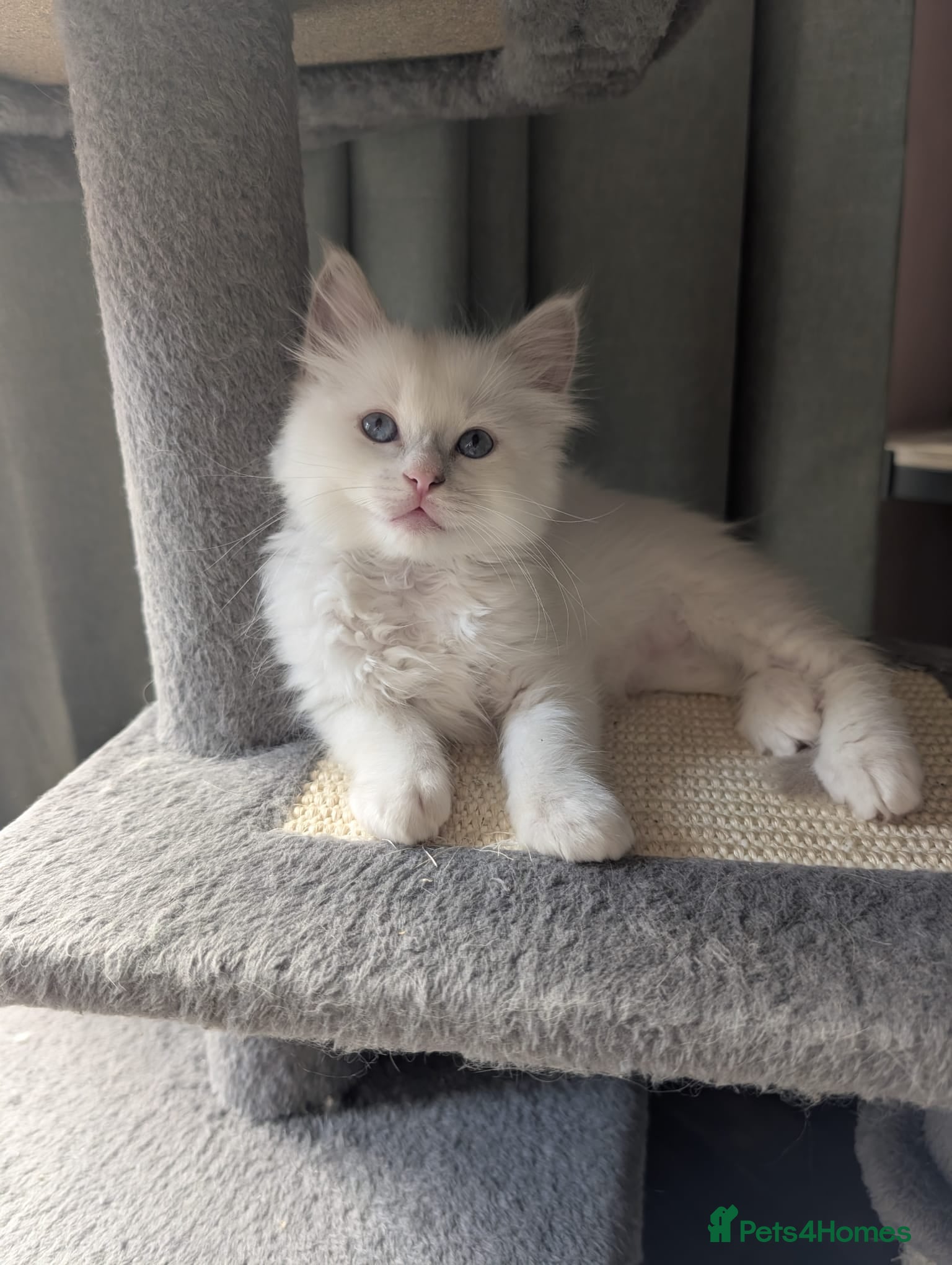 Ragdoll cats 💙GCCF 💙💛Ragdoll blue point mitted kittens  - Advert 2