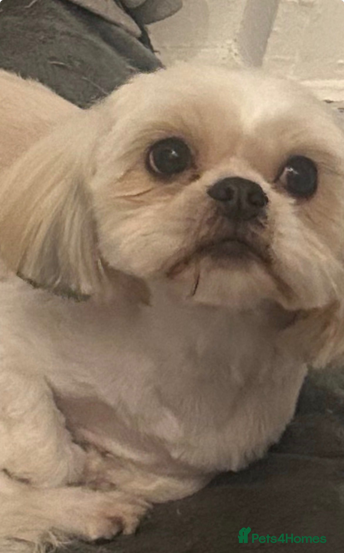 Shih Tzu dogs Shih Tzu puppies  - Advert 5