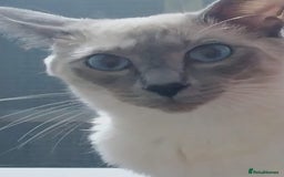 Siamese cats for sale: Beautiful litter of Simease - Image 15