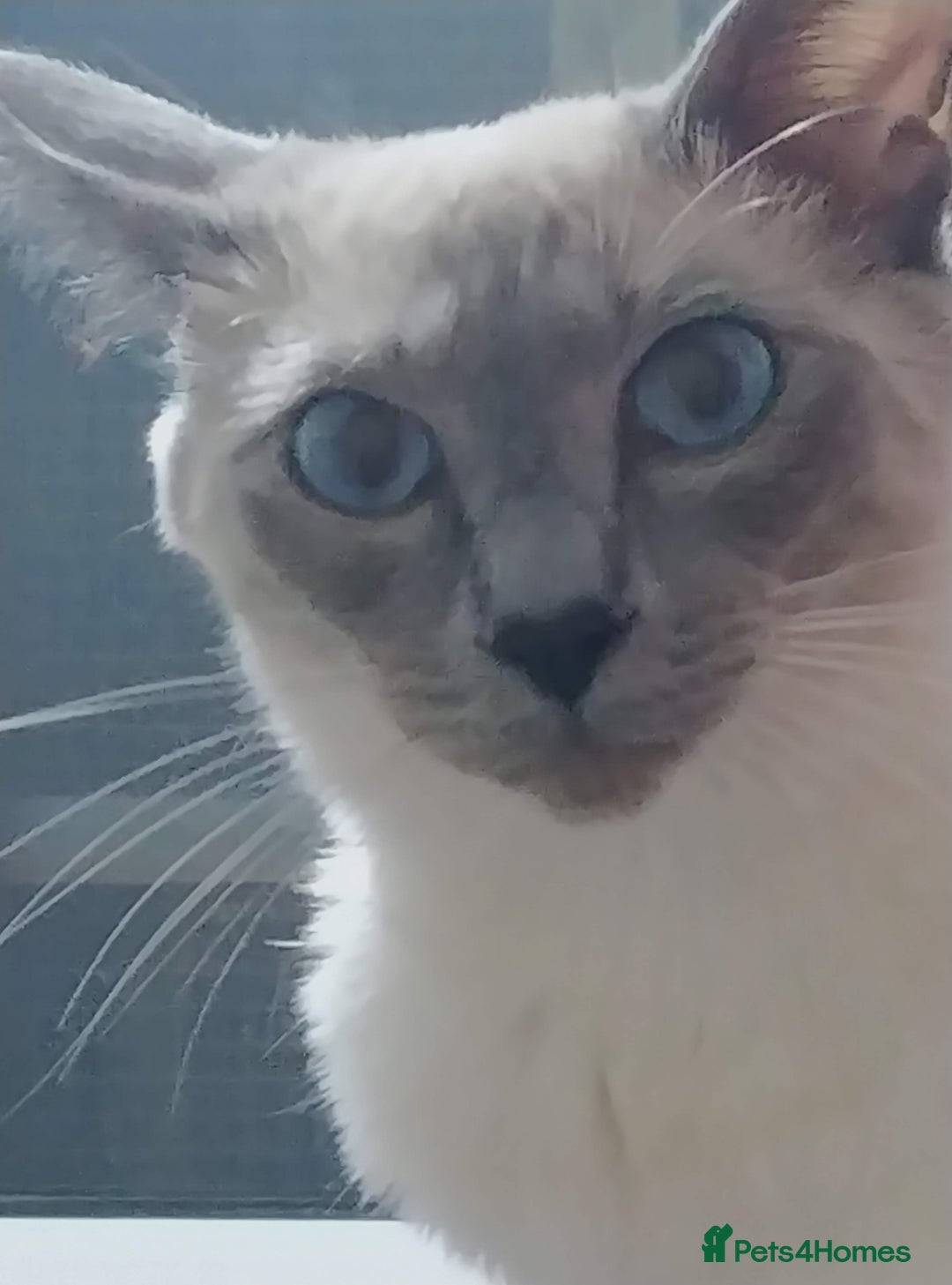 Siamese cats for sale: Beautiful litter of Simease - Image 15