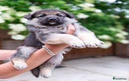 German Shepherd dogs for stud: PROVEN BIG BONED GERMAN SHEPHERD FOR STUD  in Romford - Image 21