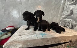 Patterjack dogs for sale: 4 lovely patterjacks  - Image 7