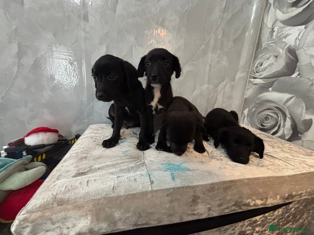 Patterjack dogs for sale: 4 lovely patterjacks  - Image 7