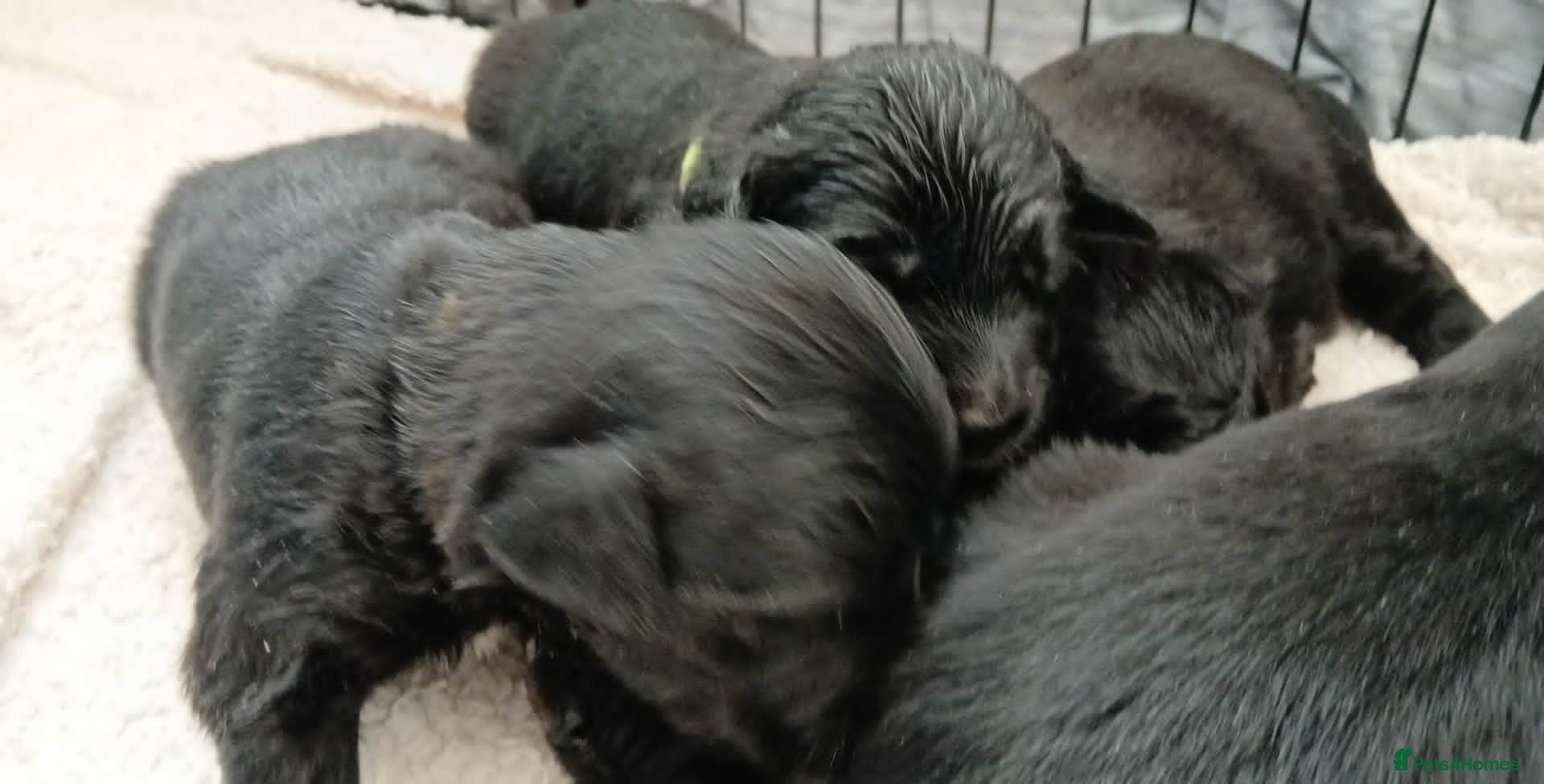 Mixed Breed dogs Golden Mountain Dog Pups - Advert 1