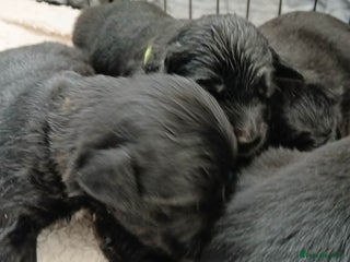 Mixed Breed dogs Golden Mountain Dog Pups - Advert 1