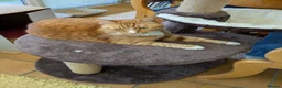 Mixed Breed cats for sale: 2 female 2 male cats  - Advert 9