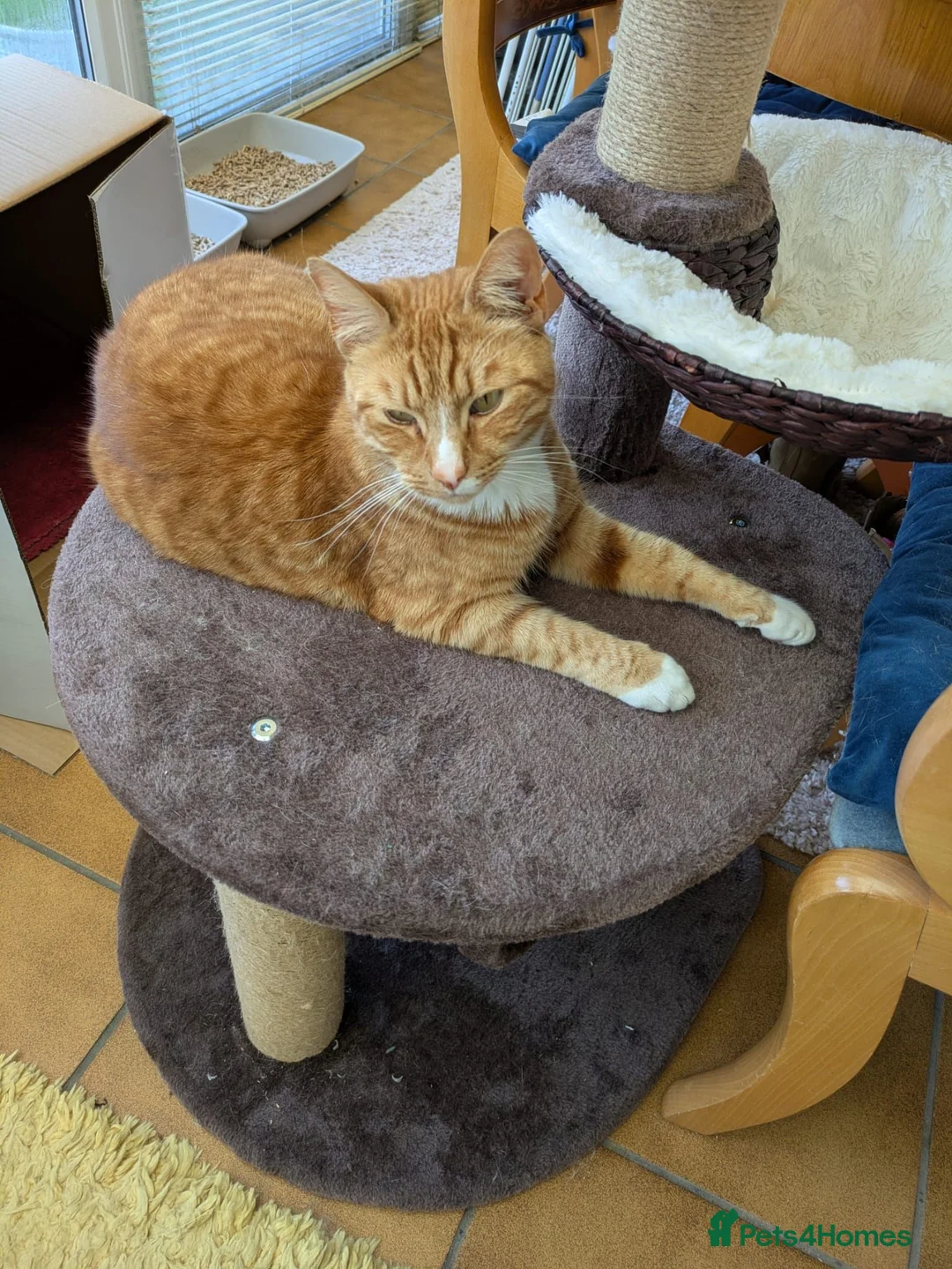 Mixed Breed cats for sale: 2 female 2 male cats  - Advert 9
