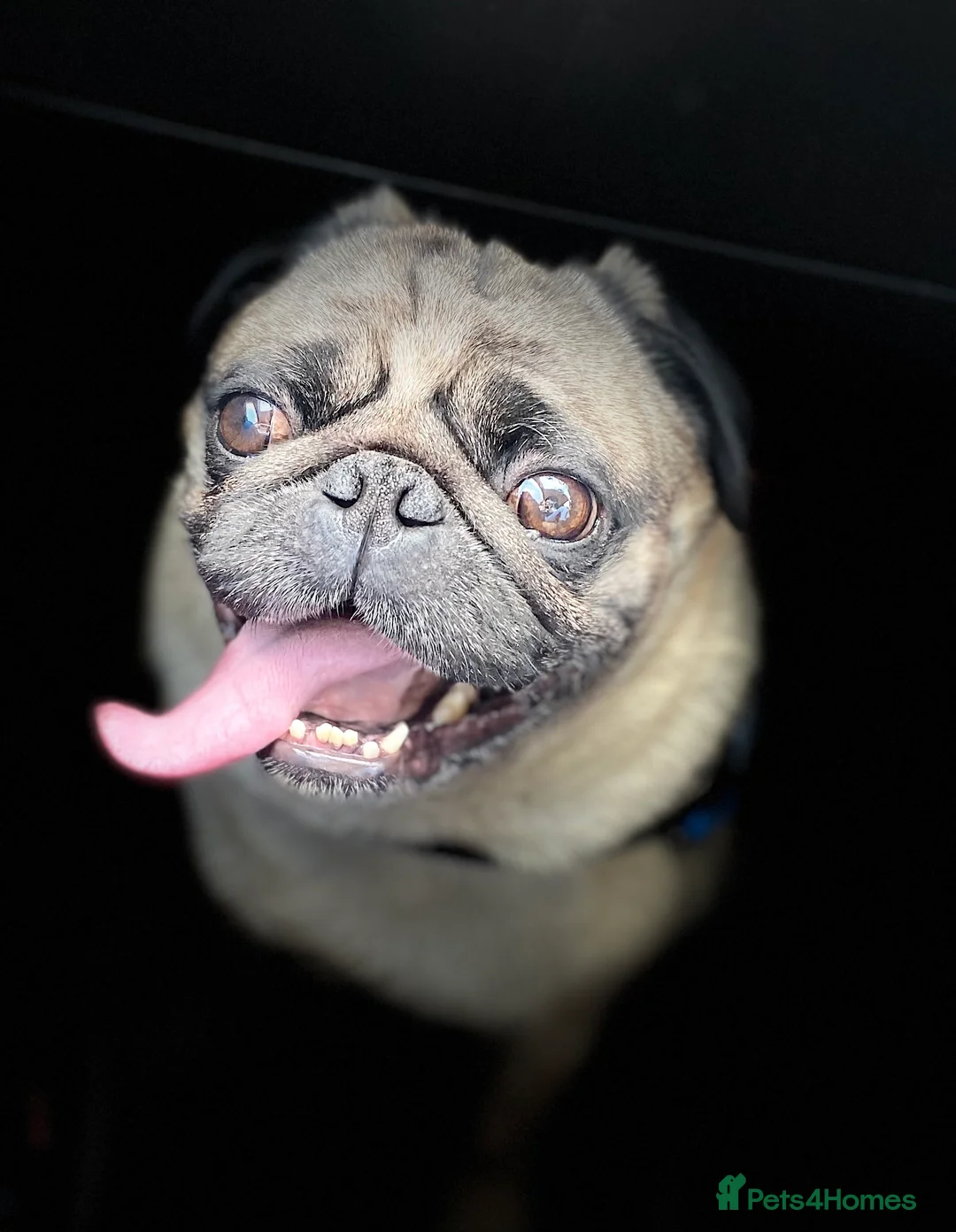 Pug dogs for sale: Two beautiful pugs - Advert 7