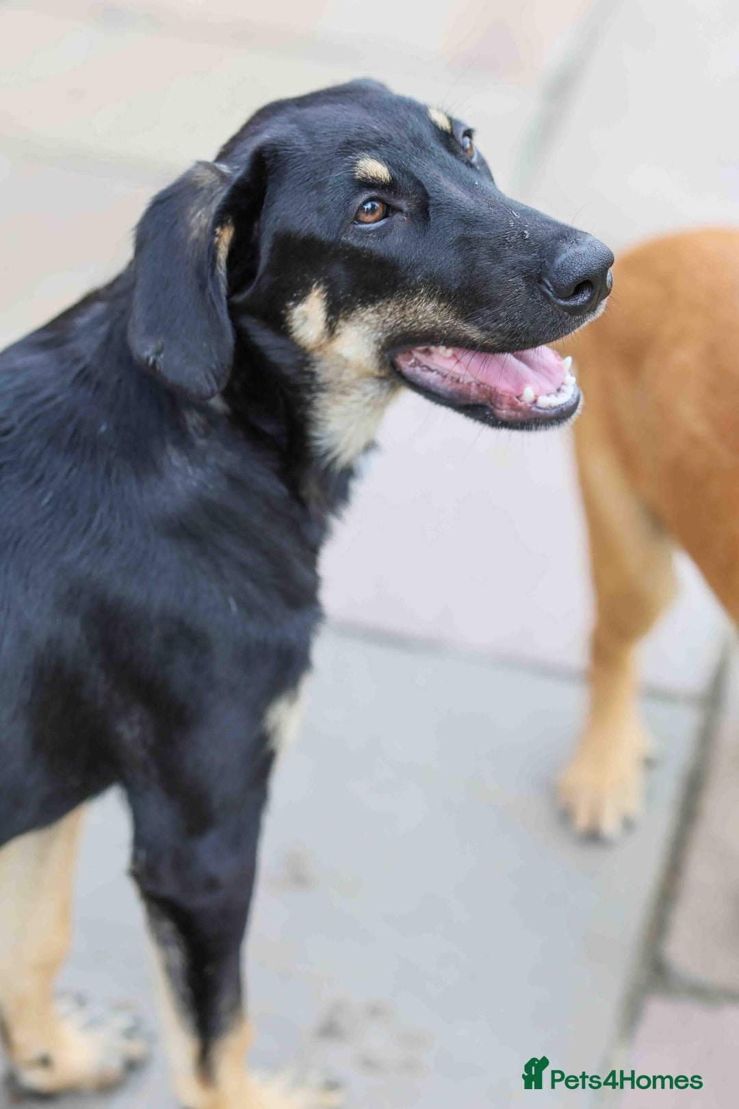 Mixed Breed dogs for adoption: Sweet Stella - reserved - Advert 10