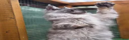 Maine Coon cats for sale: Beautiful high smoked blue & black smoked kittens  - Advert 9