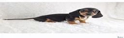 Miniature Dachshund dogs for sale: Stunning Miniature Dachshund Puppies  - Advert 34