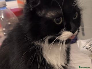 Mixed Breed cats Female cat for sale - Advert 1