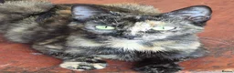 Mixed Breed cats for sale: Cute tabby kitten - Advert 21