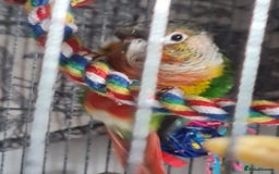 Conures birds for sale: Hand reared baby green cheeked conure - Image 3