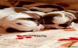 Shih Tzu dogs for sale: Shih tzu puppies - Image 6