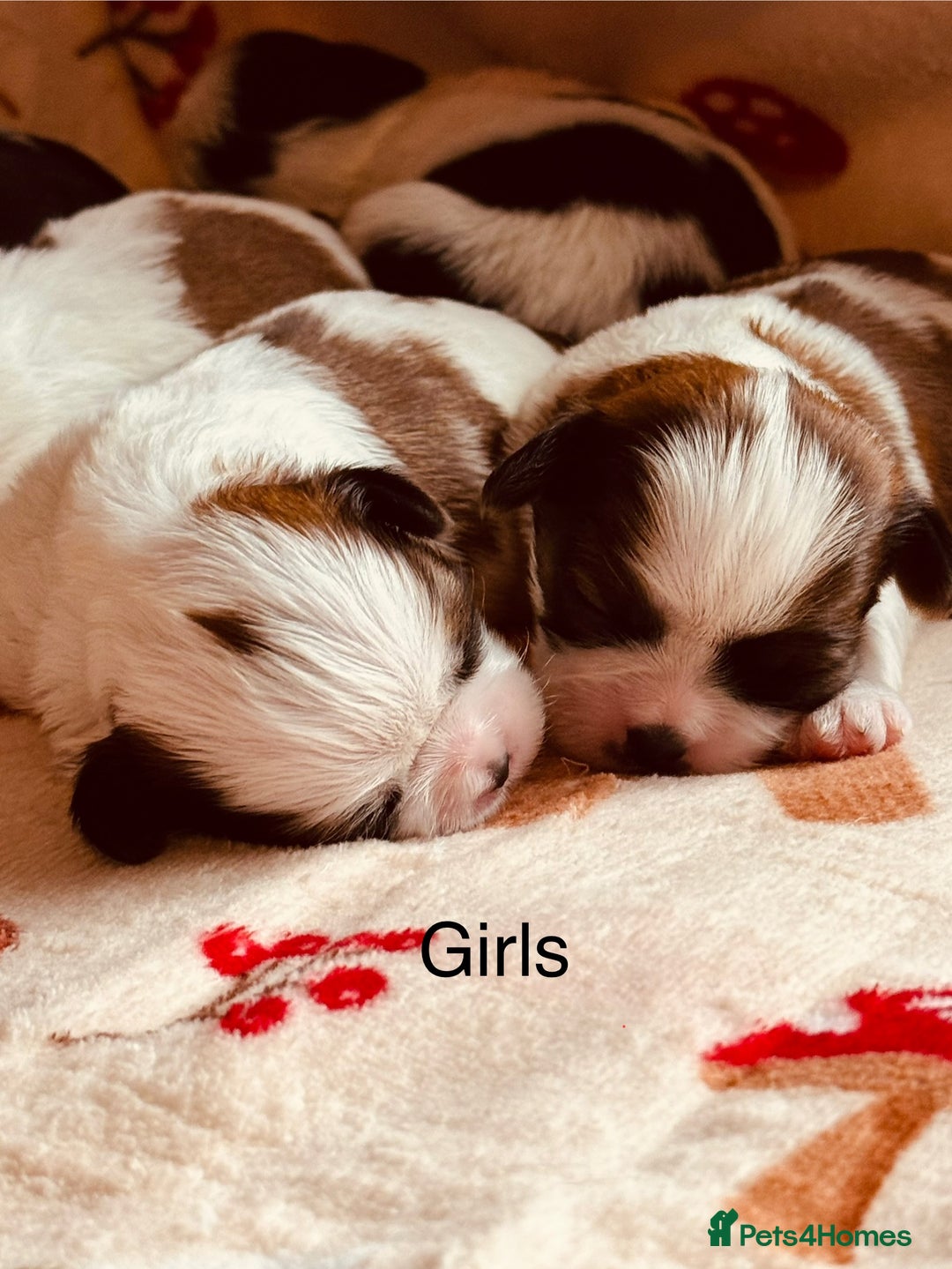 Shih Tzu dogs for sale: Shih tzu puppies - Image 6