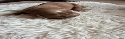 Cocker Spaniel dogs for sale: Stunning Cocker Spaniel puppies 🩷 - Advert 18