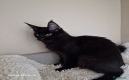 Maine Coon cats for sale: Pure maine coon kittens - Image 2