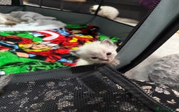 Ragdoll cats for sale: 7 beautiful lynx blue/seal point ragdoll kittens - Image 5