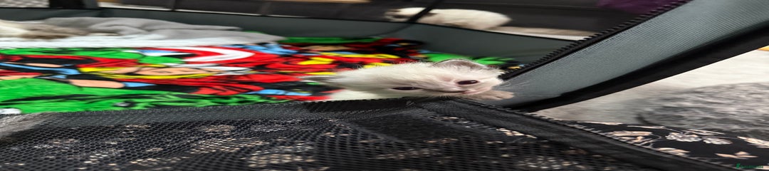 Ragdoll Kitten 5