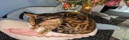 Bengal cats for stud: Impressive Stud Bengal TICA WCF reg in Harlow - Advert 11