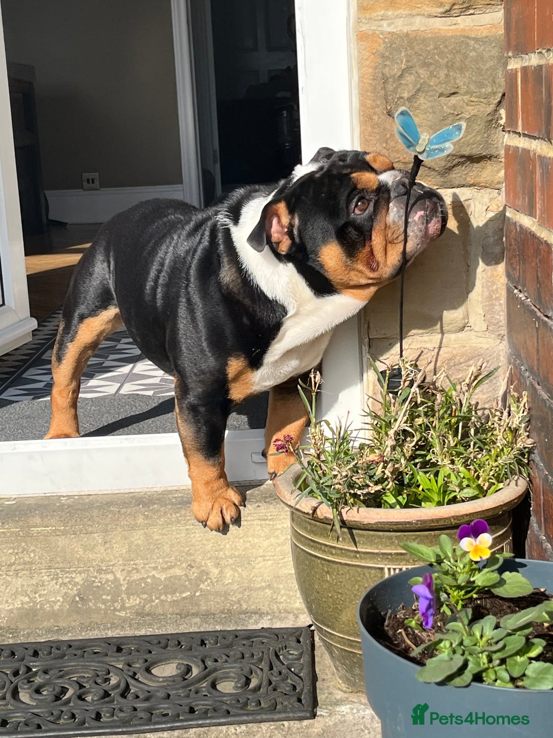 English Bulldog dogs for stud: Stud English Bulldog - Image 5
